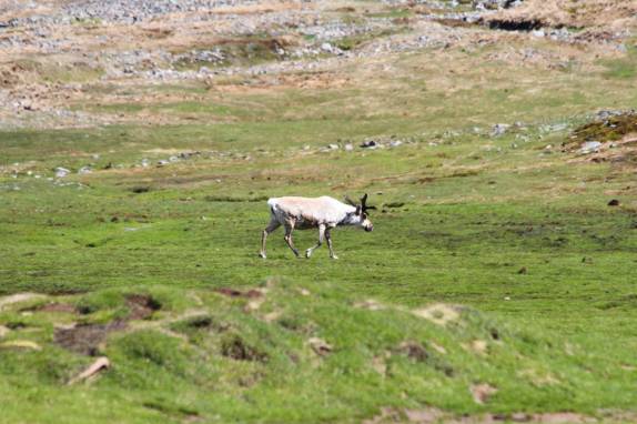 Uma das centenas de renas que vive na área de Ocean Harbour, na Geórgia do Sul (foto de Mitch Jasechko)